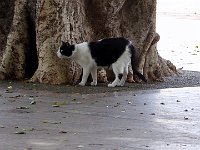 Foto 262